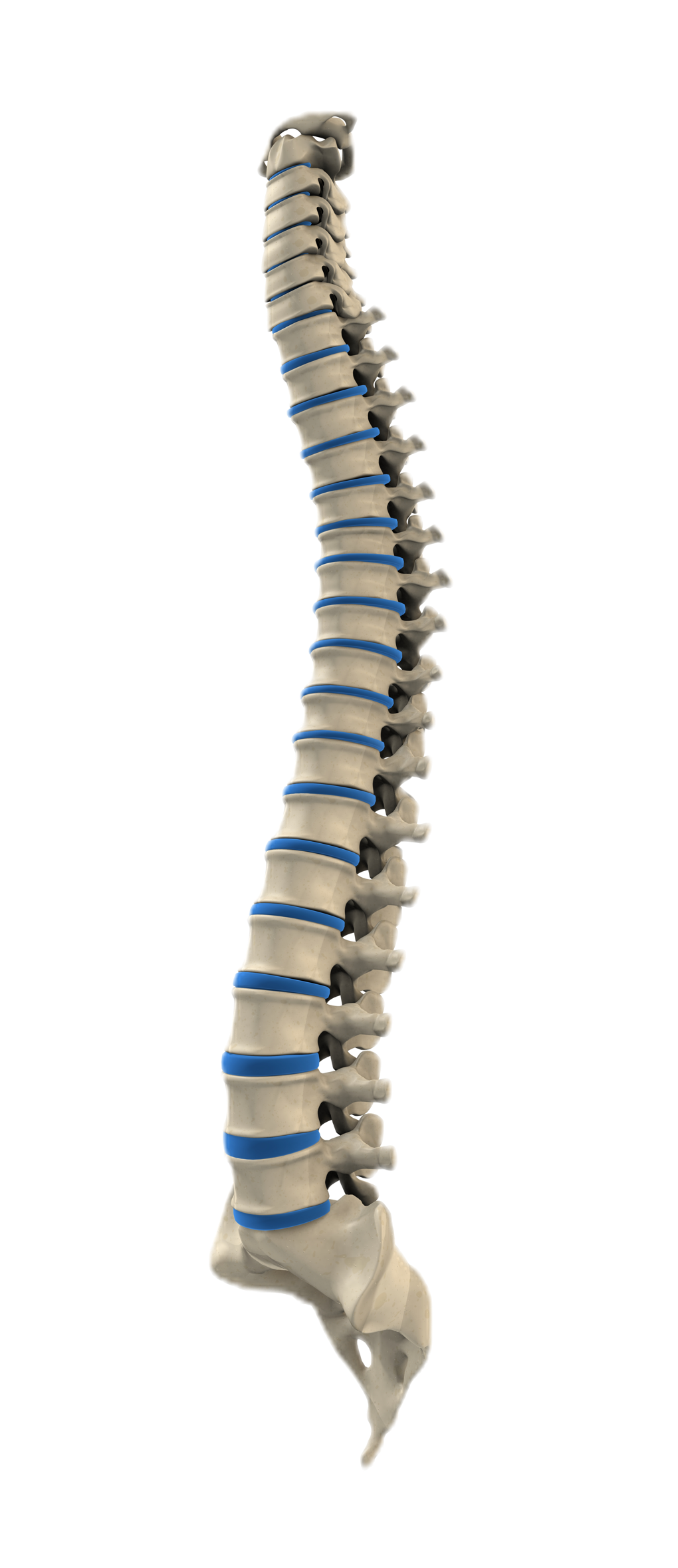 Spine